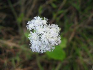 IMG_6695.jpg