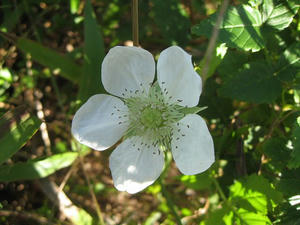 IMG_6712.jpg