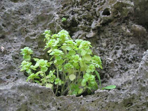 IMG_2126.jpg