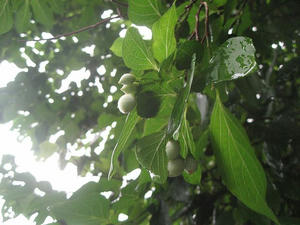 IMG_2205.jpg