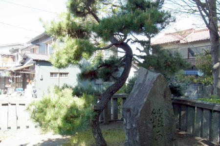鎧の松