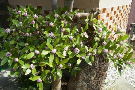 沈丁花