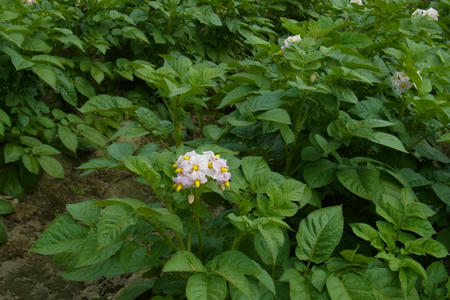 じゃがいもの花