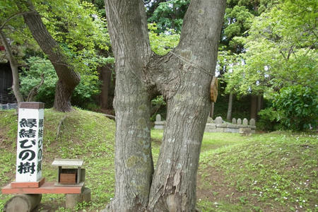縁結びの樹