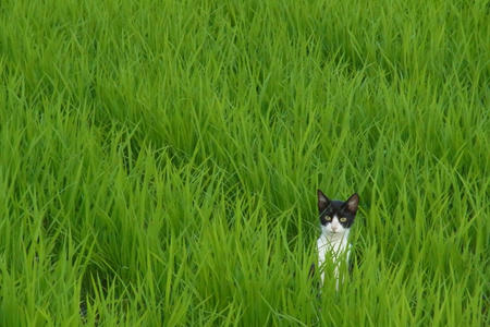 にゃんこ