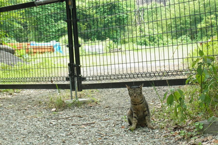 とらにゃんこ