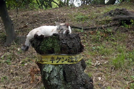 しろにゃんこ