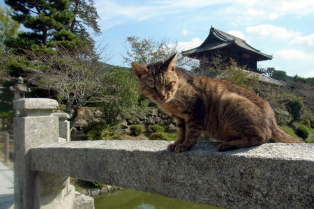 のらにゃんこ