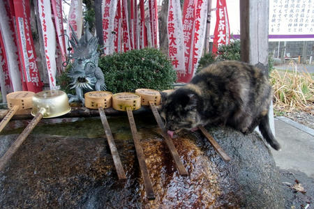 水飲みネコ