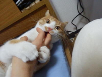 3404206f.jpg