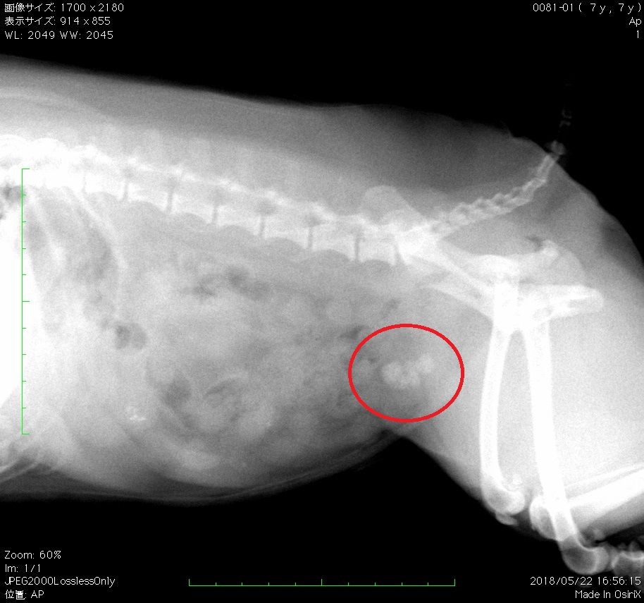 おしっこが赤い 犬の膀胱結石 内科治療の紹介 片浜どうぶつ病院症例ブログ