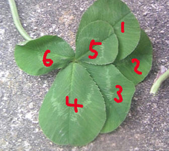 6