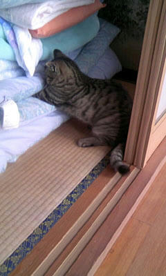 しっぽさん