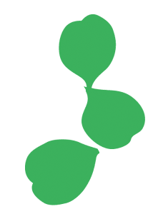 はっぱ