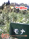 黄色ｗｗｗ