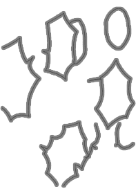 ふきのみ