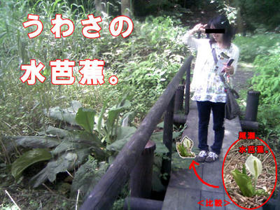 みずばしょう！！！