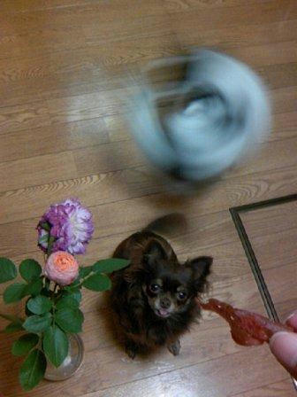 おちつけ、白いの！