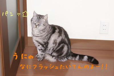 DSC03483.jpg
