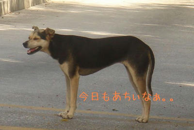 DSC03883.jpg