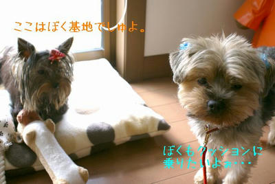DSC04036.jpg