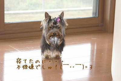 DSC04114.jpg