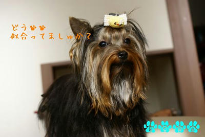 DSC04265.jpg
