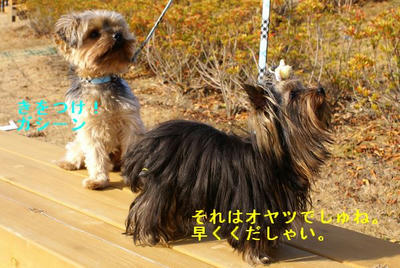 DSC04378.JPG