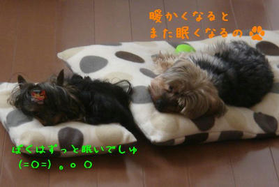 DSC04358.jpg