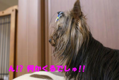 DSC04720.jpg