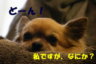 DSC04718.jpg