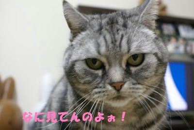 DSC04891.jpg