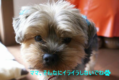 DSC04035.jpg