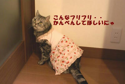 DSC05055.jpg