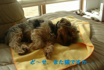 DSC04330.jpg