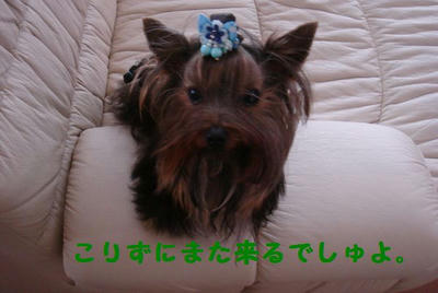 DSC04403.jpg
