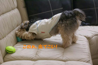 DSC05690.jpg