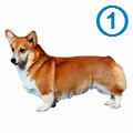 dog001.jpg
