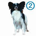 dog002.jpg