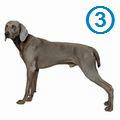 dog003.jpg