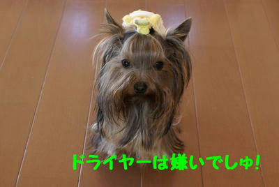 DSC05739.jpg