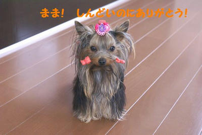 DSC05795.jpg