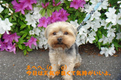 DSC00161.jpg