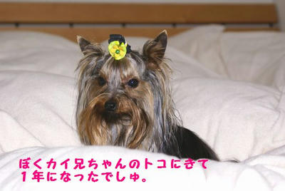 DSC06386.jpg