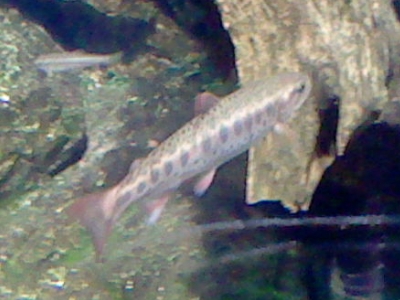 川魚の写真1