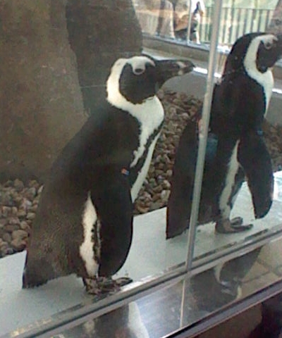 アップでペンギン