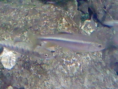 川魚の写真２