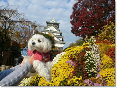 大阪城公園