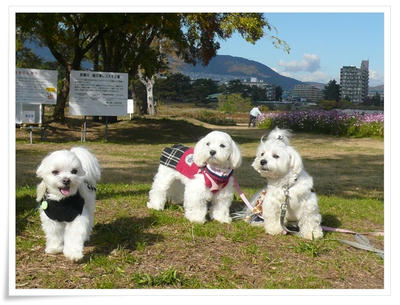 武庫川コスモス園