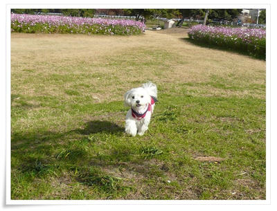 武庫川コスモス園